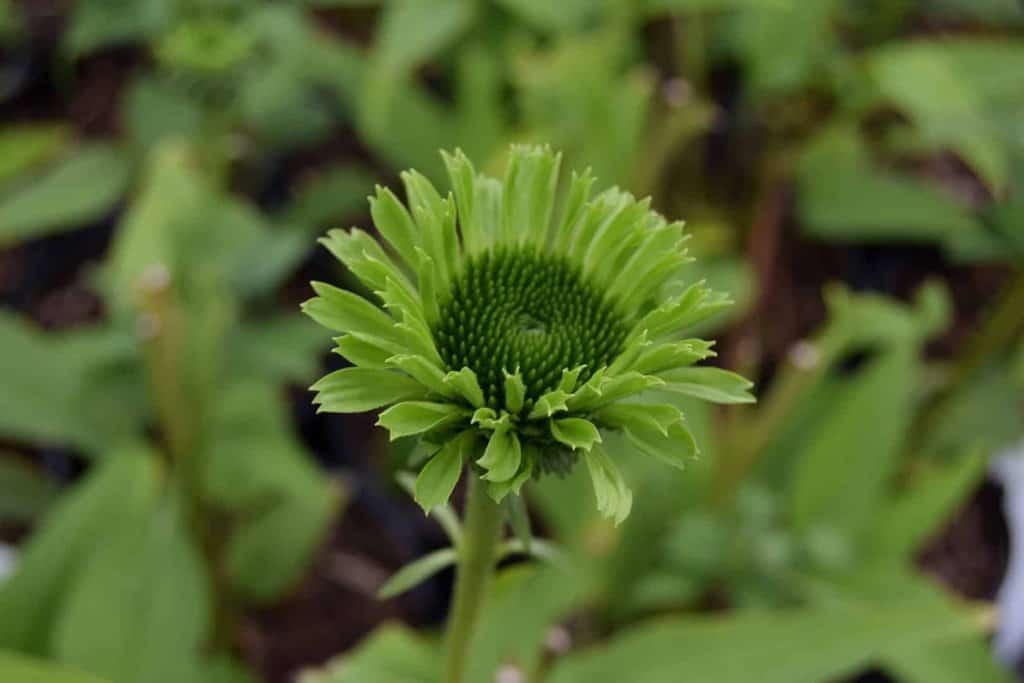 Echinacea purpurea 'Green Jewel' ® ---